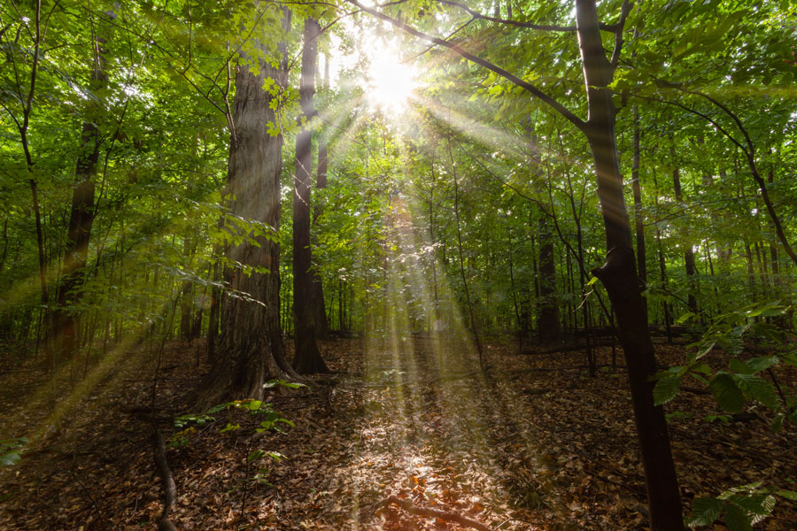 shutterstock-sacred-groveweb